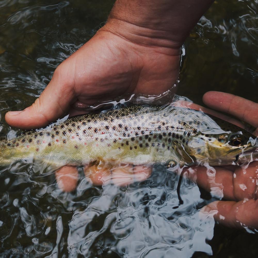 Fishing Gsies Valley